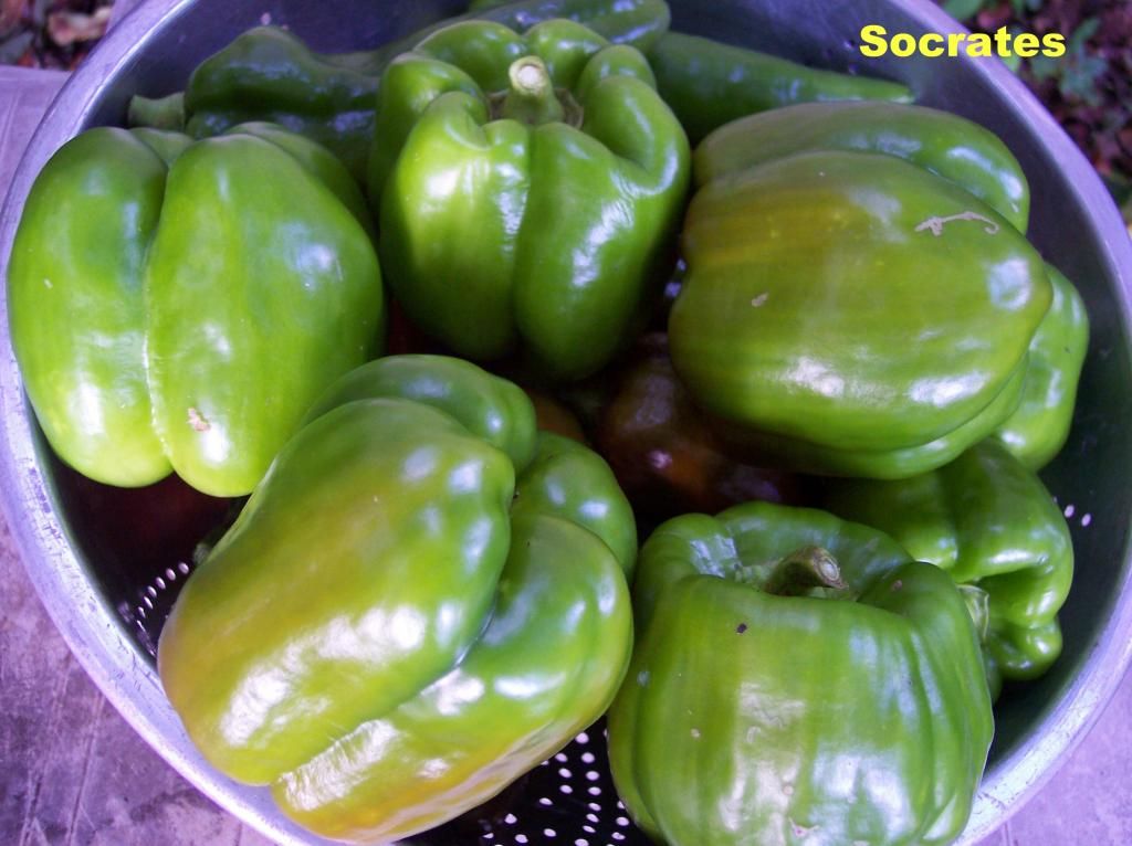 Socrates photo Socrates1_zps3efa78c9.jpg