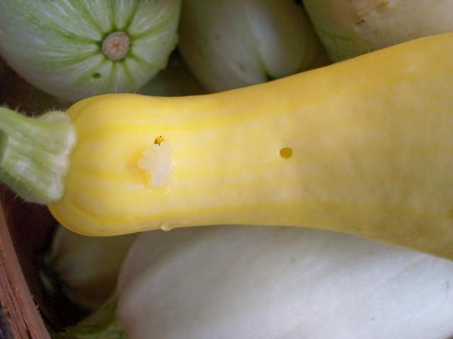 Pickle worm photo pickleworm_zpsc950b351.jpg
