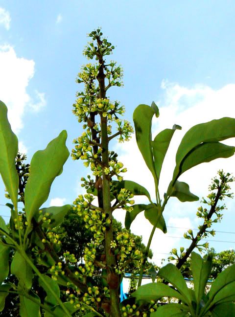 cây thắt bím nở hoa ( còn gọi là cây kim ngân ) - có Bác nào thấy cây này ra hoa chưa - 1