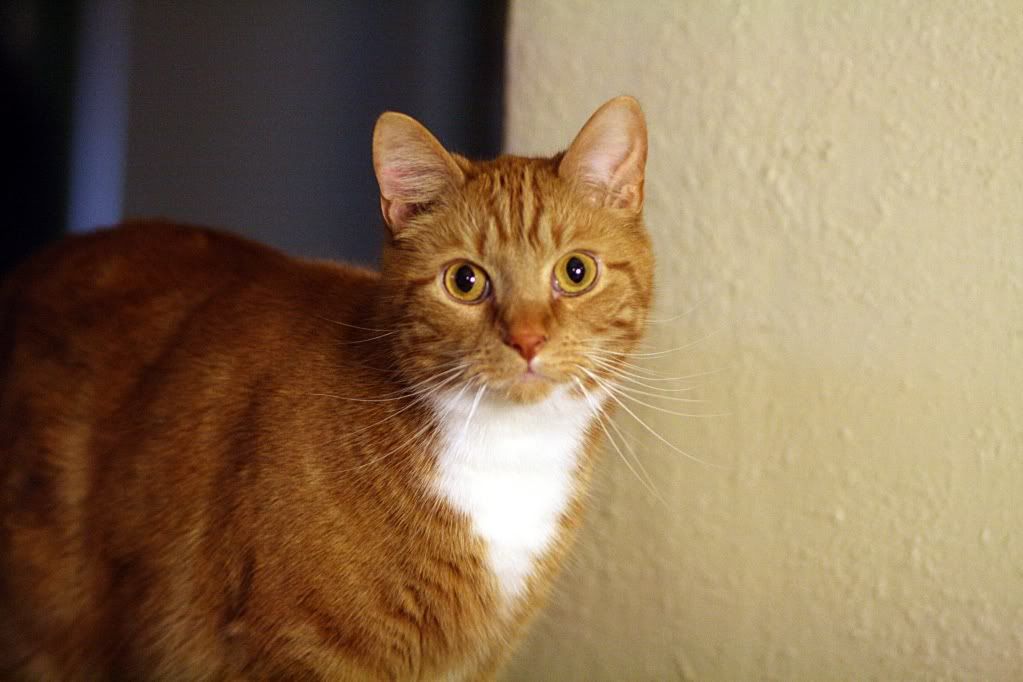 IMAGE: http://i294.photobucket.com/albums/mm95/amishelvis1/Pets/7739kingtut.jpg