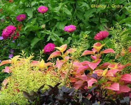 purple prince zinnia