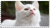 photo cat.png