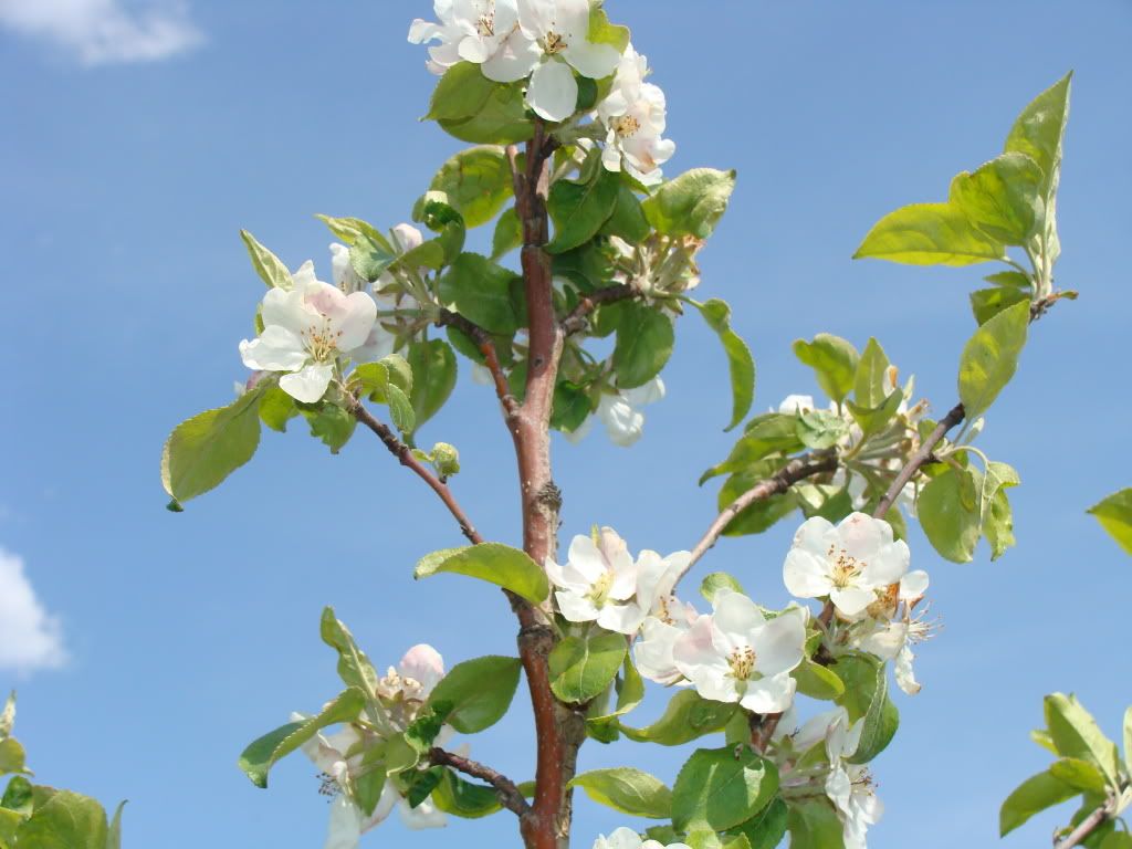 Apple Tree for Joe and Tyson