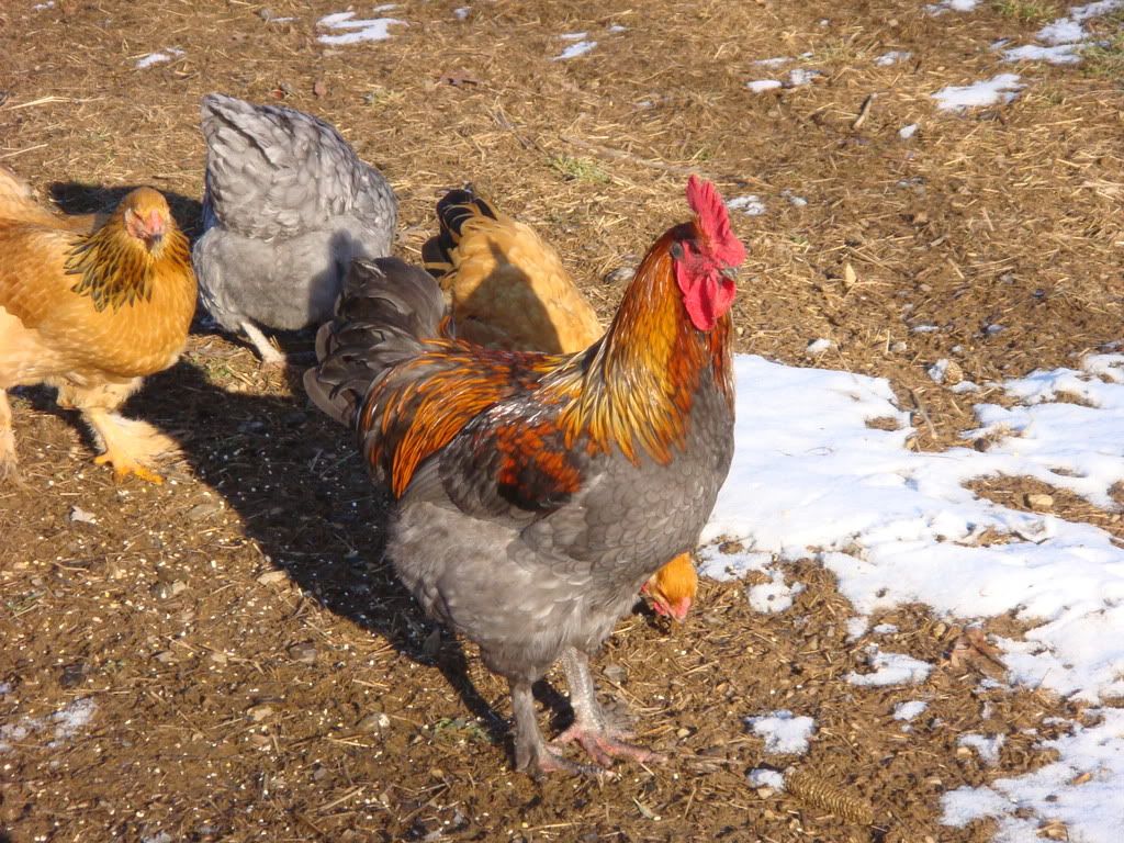 Chicken Breed Identification