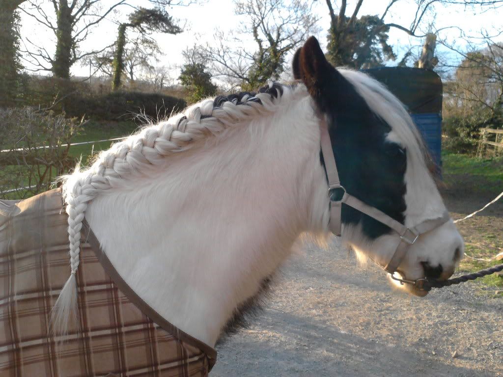Pictures Plaiting up a Cob for Dressage?