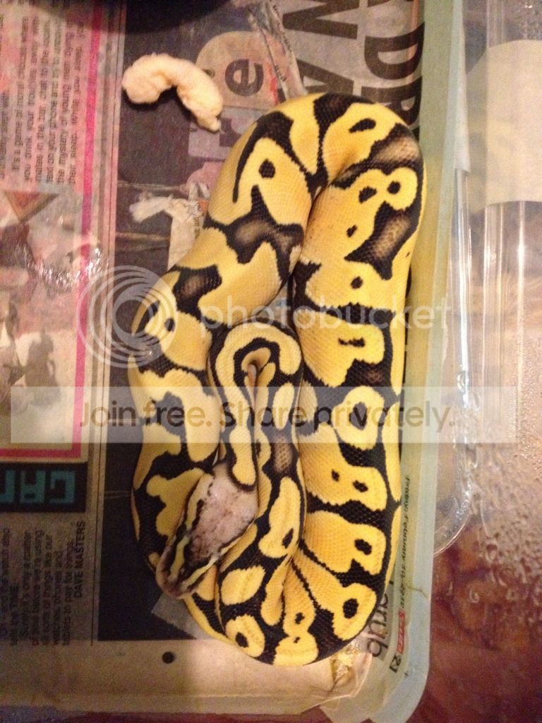 Desert Ghost Combos Reptile Forums