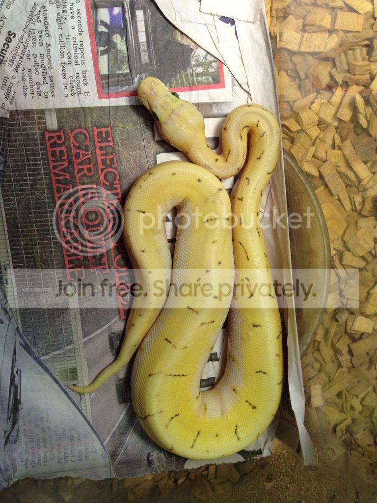 Desert Ghost Combos Reptile Forums