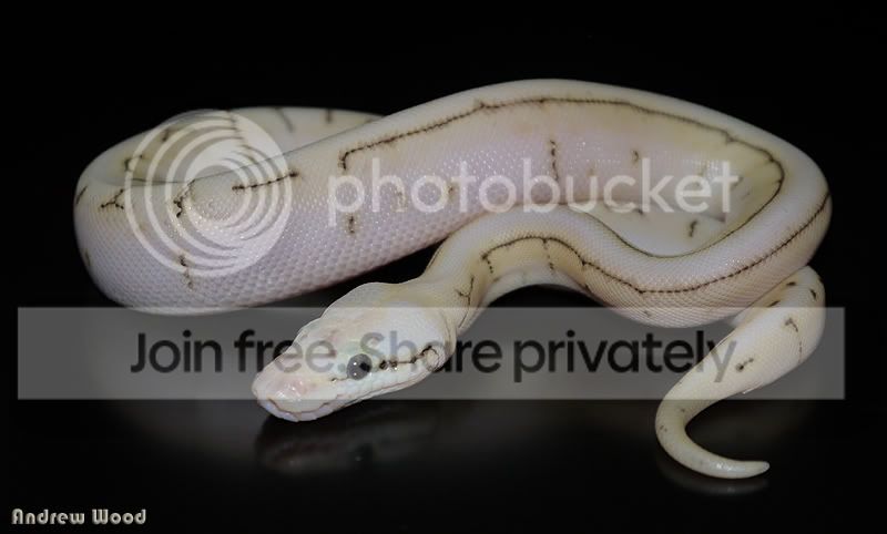 Desert Ghost Combos Reptile Forums