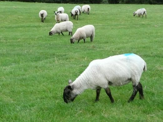 sheep